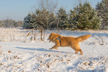 Golden retriever dog running on the snowy road on beautiful winter day