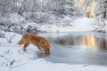 Winter scenery with golden labrador retriever dog standing at the frozen lake and trying to bite the ice