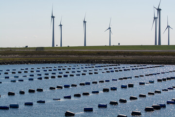 Netherlands, Bruinisse, Mussel, mussels farming in Oosterschelde estuary. Background Grevelingen...