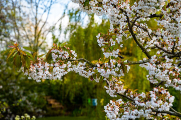 Spring white blossoms of sweert cherry trees on fruit orchards in Zeeland, Netherlands