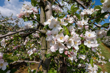 Blossom of white magnolia flowers in spring