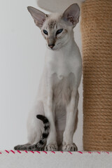 A beautiful and slender oriental cat with blue eyes and large ears sits near a scratching post. Siamese oriental breed.