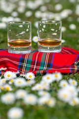 Glasses of Scotch single malt or blended whisky on red tartan on green grass with many white daisy flowers