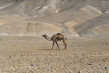 Camel on his way in the remote region of the Judean desert, Israel. camels crossing desert pasturing Judaean desert Dead sea. Arabian camel or Dromedary