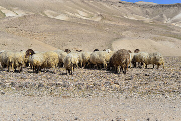Sheep flock in naked mountains. Herd of Bedouin sheep in the desert on a hill with clear sky. sheep...