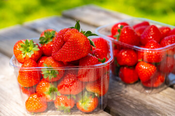 Red ripe Dutch strawberry, new harvest, ready to eat