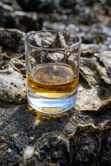 Tasting of single malt or blended Scotch whisky and seabed at low tide with algae, stones and oysters on background, private whisky tours in Scotland, UK