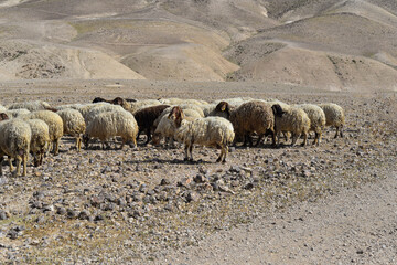 Sheep flock in naked mountains. Herd of Bedouin sheep in the desert on a hill with clear sky. sheep...