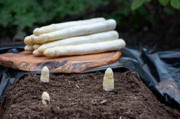 Harvesting on farm field of high quality Dutch white asparagus vegetables, growing asparagus, tasty...