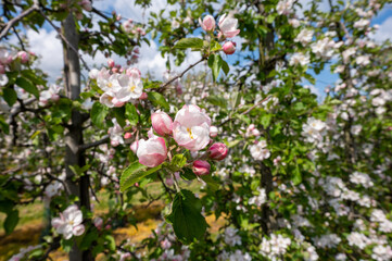 Spring pink blossom of apple trees on fruit orchards in Zeeland, Netherlands