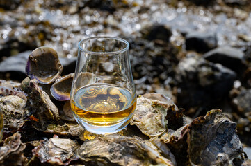 Tasting of single malt or blended Scotch whisky and seabed at low tide with algae, stones and oysters on background, private whisky tours in Scotland, UK