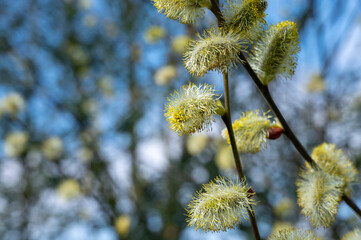 Bees pollinate spring blooming willow tree, flora and fauna