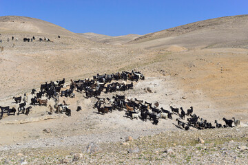 Goat flock in naked mountains. Herd of Bedouin sheep and goats in the desert on a hill with clear...