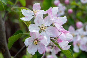 Obraz na płótnie Canvas Spring pink blossom of apple trees on fruit orchards in Zeeland, Netherlands