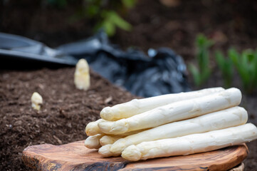 Harvesting on farm field of high quality Dutch white asparagus vegetables, growing asparagus, tasty...