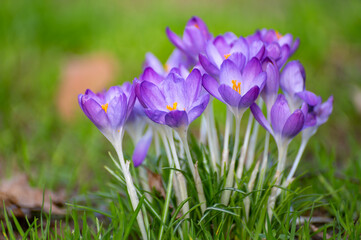 First spring flowers, blossom of purple crocusses
