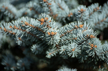 Naklejka na ściany i meble Blue spruce Picea pungens), also cogreen spruce or Colorado spruce with blue-green coloured needles coniferous tree