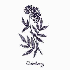 Elderberry (Sambucus) branch with berries and leaves, outline simple doodle drawing with inscription, gravure style - 478399082