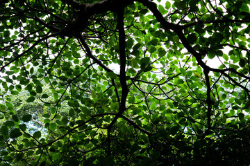 Tree crown foliage