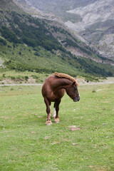 Wild horse in high mountains