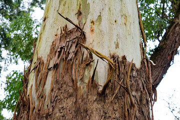 Tree bark
