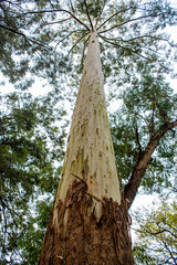 Tall tree bark