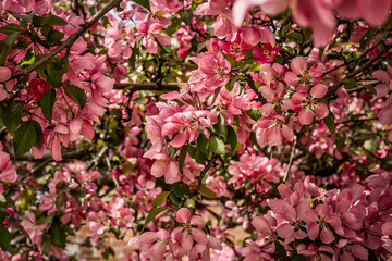 Closeup of pink crab apple blossoms filling the branches on a sunny spring day