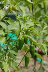 Organic jalapeno plant growing on vine in garden