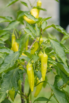 Organic banana pepper growing in garden