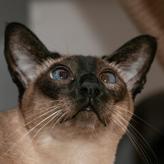 A funny Siamese cat with slanted surprised blue eyes. Close-up.