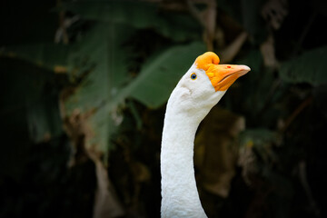 Goose head with yellow beak at the farm in Malaysia.