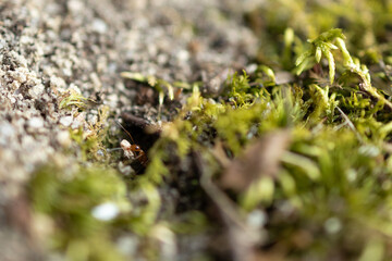 Close up of an ant coming out of the ground carrying something