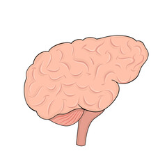 Human brain in cartoon style for medical design