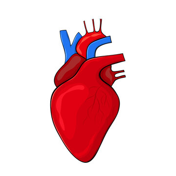 Human heart in cartoon style for medical design