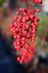 Nandina, Sacred-bamboo, Chinese-bamboo, Heavenly-bamboo, Southern heaven-bamboo, Sacred bamboo, Heav