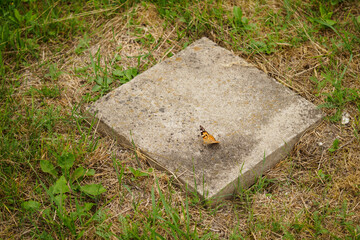 Thistle butterfly on a tile.