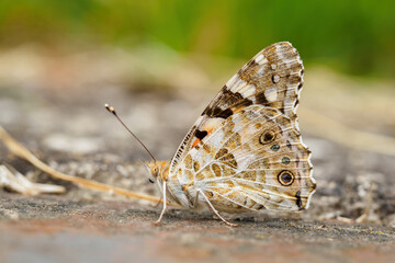 Thistle butterfly on a stone.
