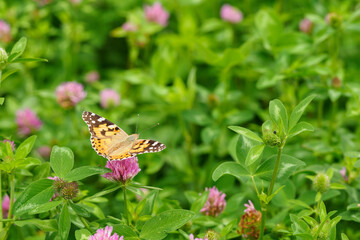 Thistle butterfly on a clover flower.