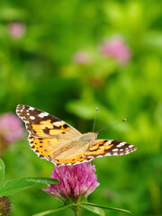 Thistle butterfly on a clover flower.