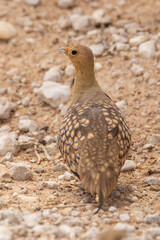 Namaqua Sandgrouse (Male) in the Kgalagadi