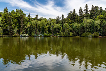 Lago Negro lake trees and flowers