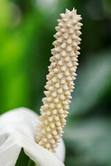 Peace Lily - Detail of a pistil plant.