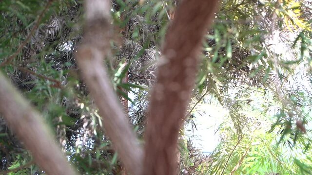 the seeds of Bottlebrushes tree