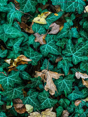 Beautiful vertical backgrounds with autumn leaves and greens. 