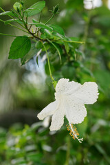 Beautiful flower of a Chinese rose plant.