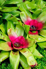 Obraz premium Exotic flower of a tropical plant in detail.