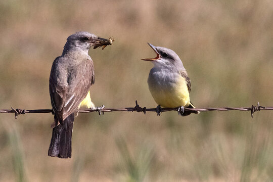 Western Kingbird adult feeding young