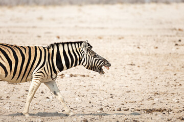 Obraz na płótnie Canvas Laughing zebra in the wild.