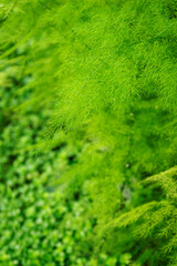 Fern with green leaves growing in nature.
