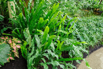 Fern with green leaves growing in nature.

